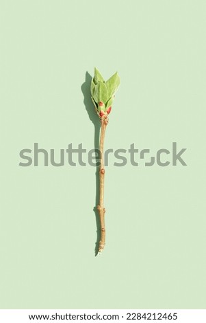 Green leaf minimal style, beauty spring season, pastel green background. Natural tree branch of lilac with young spring leaves, aesthetic photo close up, nature still life, ecology concept flat lay