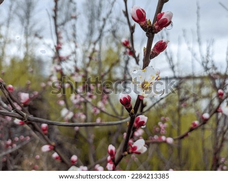 flowers on branches. trees bloom in spring. Cherry blossom concept. Japanese sakura. Hanami.Spring season scene with pink blossom. spring flowers.