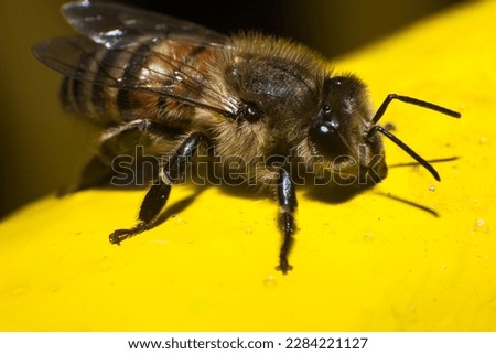 Bee close-up, front view. The bee sits on a yellow surface against a black background. Super macro bee.