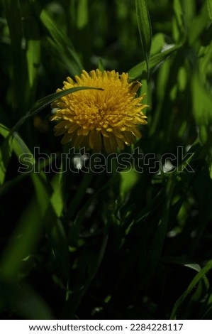 the first dandelion this spring