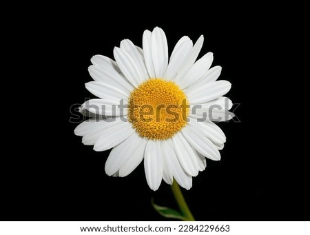 Wild daisy flowers growing on meadow, white chamomiles on green grass background. Oxeye daisy, Leucanthemum vulgare, Daisies, Dox-eye, Common daisy, Dog daisy, Gardening concept. Royalty-Free Stock Photo #2284229663