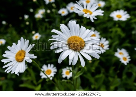 Wild daisy flowers growing on meadow, white chamomiles on green grass background. Oxeye daisy, Leucanthemum vulgare, Daisies, Dox-eye, Common daisy, Dog daisy, Gardening concept. Royalty-Free Stock Photo #2284229671