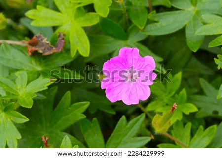 View of a blooming non-blooming flower in the garden in spring, selective focus