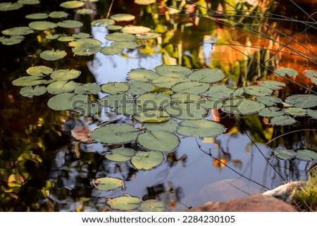 a small pond with green lily pads floating on the water surrounded by lush green plants and trees at Descanso Gardens La Cañada Flintridge California USA