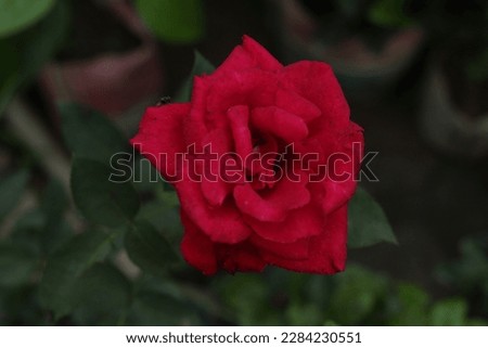 Red Rose Flower Images, Stock Photos