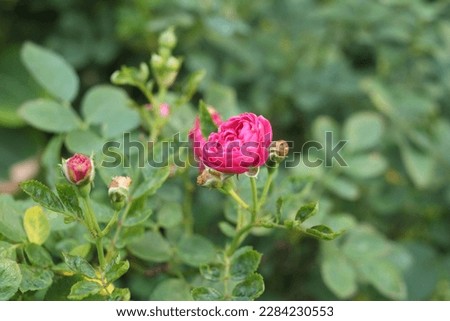 Red Rose Flower Images, Stock Photos