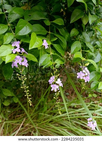 Purple flowers and green leaves