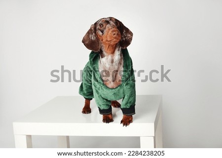 Marble dachshund girl. In a green dragon suit. White background