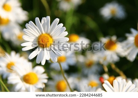 Wild daisy flowers growing on meadow, white chamomiles on green grass background. Oxeye daisy, Leucanthemum vulgare, Daisies, Dox-eye, Common daisy, Dog daisy, Gardening concept. Royalty-Free Stock Photo #2284244685