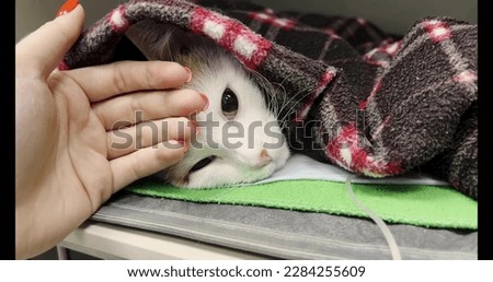 Veterinarian doctor gently stroke the sick cat trying to calm him down. The veterinarian caresses the frightened cat's head with his hand. The concept of a doctor taking care of a sick animal. Royalty-Free Stock Photo #2284255609