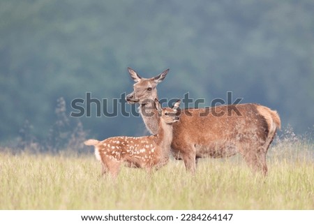 Close up of a cute Red deer calf standing close to mom in meadow, UK. Royalty-Free Stock Photo #2284264147