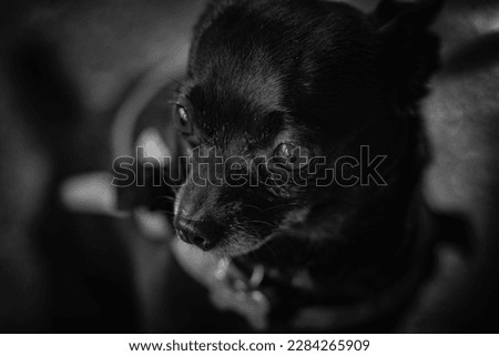 close up of black chihuahua