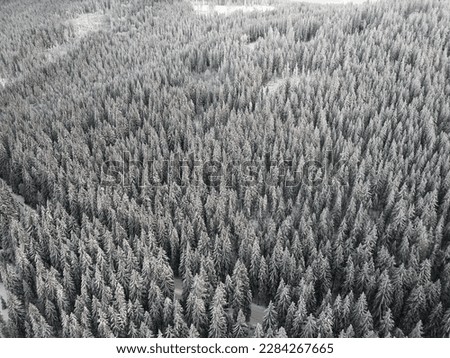 Snowy forest in the Czech Republic