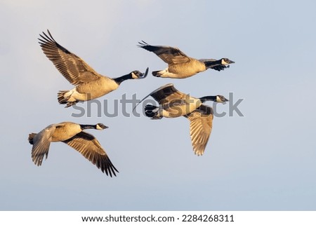 Flock of Canada Geese flying in Formation Royalty-Free Stock Photo #2284268311