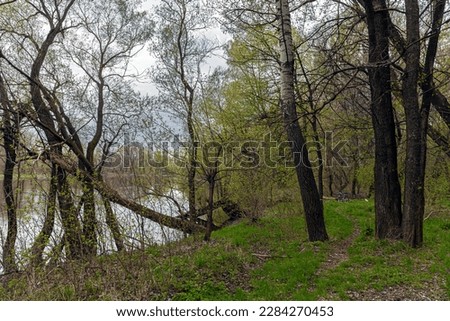 View of the green young grass and the path among the trees in early spring. Spring forest at dusk on the river banks and the silhouette of a bicycle in the distance between the trees.