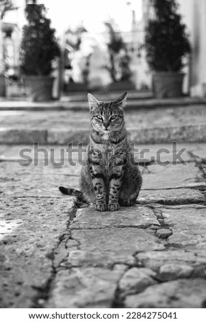 The beauty of stray cats encountered on the streets of the ancient town of Alberobello, Italy.