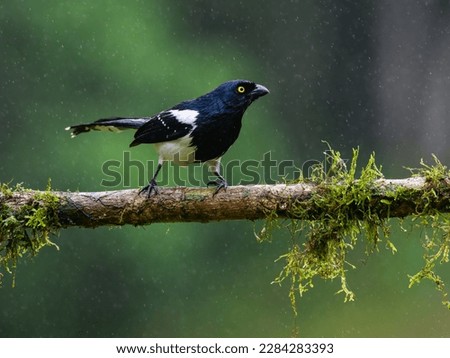 Magpie Tanager on mossy stick on rainy day against dark  green background