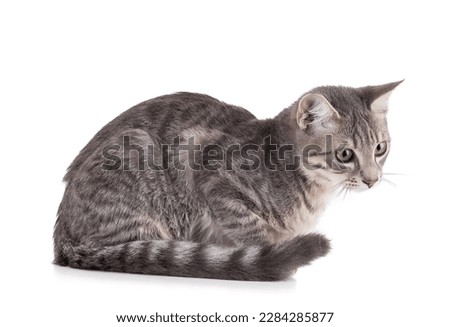 curious gray kitten watching on white background