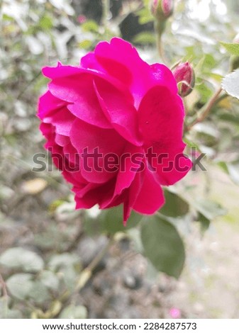 This picture is a Flower. Red Rose Picture. beautiful garden 