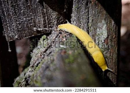 A yellow banana slug crawling on a wooden surface
