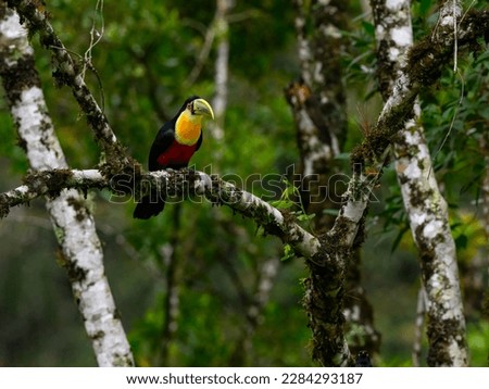 Red-breasted Toucan perched on tree branch