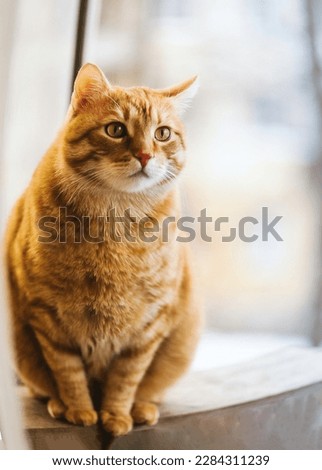 A picture of a Beautiful cat