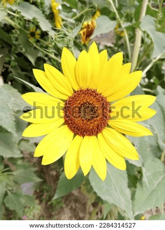 Close-up shot of sunflower in bright sunlight with blurry background.