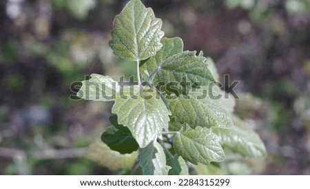Unveiling the Beauty of Populus Alba: Exploring the Characteristics and Significance of its Leaves. Spring shots Royalty-Free Stock Photo #2284315299