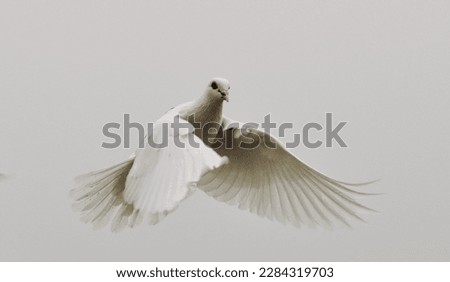 A unique picture of white pigeon flying in the sky