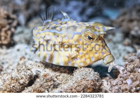 fish cow underwater photo horned coral tropical animal macro