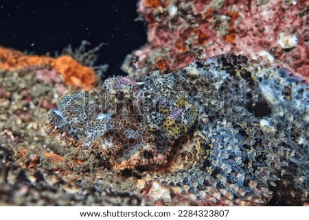 scorpion fish underwater photo wildlife sea