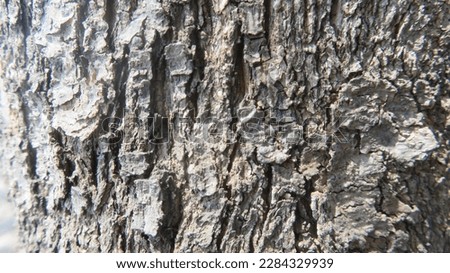 detiled tree skin pine tree skin in brown color on bright ambient