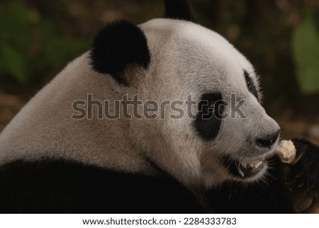 The giant panda (Ailuropoda melanoleuca) is eating bamboo. A bear native to south central China.