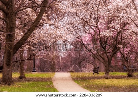 Pink spring blossoms at Goodale Park in downtown Columbus Ohio in early spring.  Royalty-Free Stock Photo #2284336289