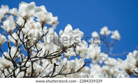White magnolia and blue sky.