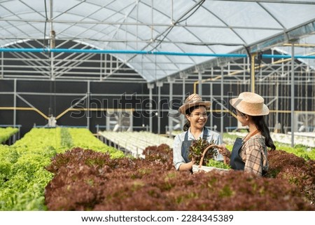 Two Asian farm women collect fresh and healthy green vegetables in baskets on a hydroponic farm. Organic vegetables for healthy food and sales green earth concept.
