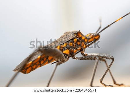A kissing bug, often known in Latin America as vinchuca, spreads Chagas disease. You can have it and not even know it.