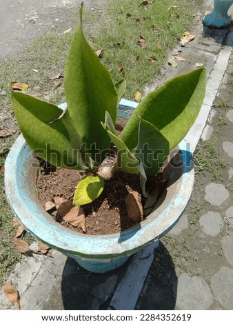 photo of green flowerpot plant