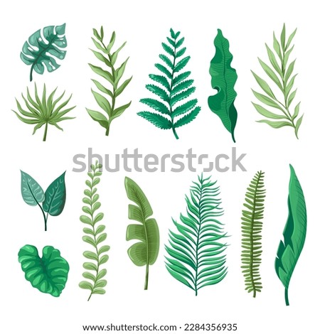fern and banana plant foliage, isolated tropical and exotic leaves and decoration. Leafy fronds decoration and vegetation of seaside and beach, rainforest or botany orchard. Vector in flat style