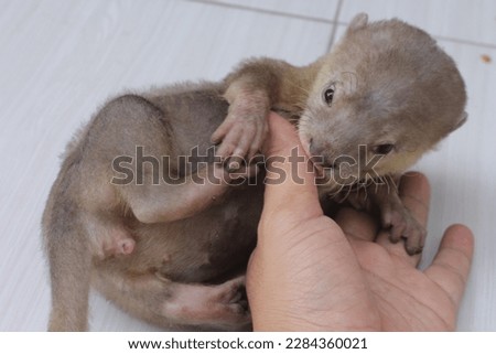 Cute and adorable otter cub
