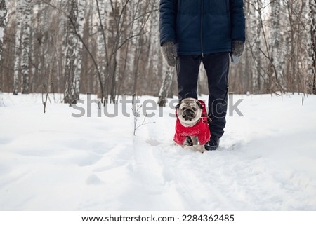 a man walks in a cute pug in the winter in the forest, selective focus