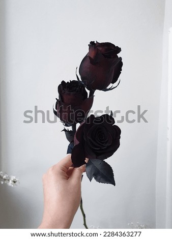 black rose unique flower color