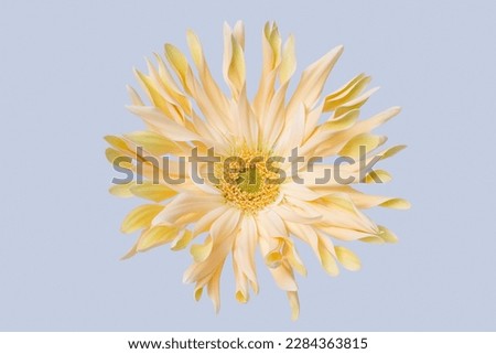 Cream Gerbera Pasta Carbonara isolated on white background. Beautiful gerbera flower details. Strange new gerbera flower. Gerbera Special. Royalty-Free Stock Photo #2284363815