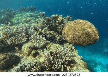 Idyllic shot of a coral reef of Pamilacan Island in the Philippines flooded with sunlight and surrounded by fishes.