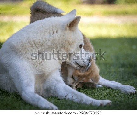 White Japanese Akita mother Interacting with her Red 7 week Old Puppy