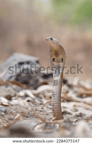 Indian spectacle cobra (naja naja), satara maharashtra india (1)