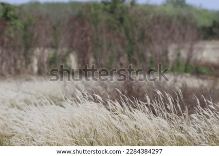 beautiful landscape scenery with fluffy white flower of the wild grass in an open area