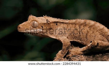 Crested Geckos 101: Care Guide, Habitat, Diet, and Health Tips