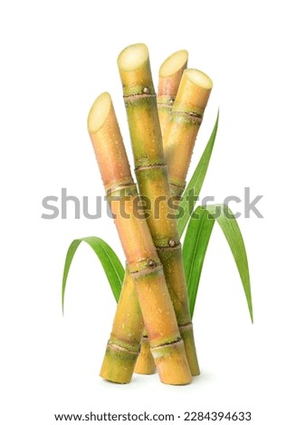 Fresh sugar cane stalk and leaves with water droplets isolated on white background. Royalty-Free Stock Photo #2284394633