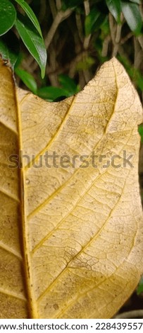 Night photography of brown dry leaf. Top view. High resolution photo. Selective focus. Shallow depth of field.